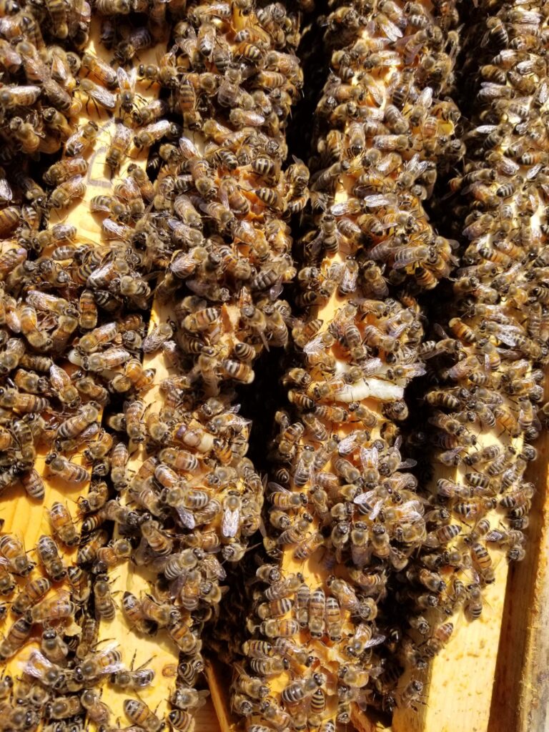 Hive Investigation Image